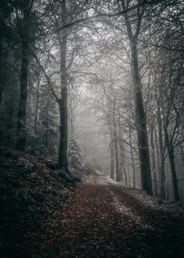 Foto eines Waldwegs im Winter