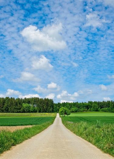 Foto, Feldweg mit Feldrand und Wald