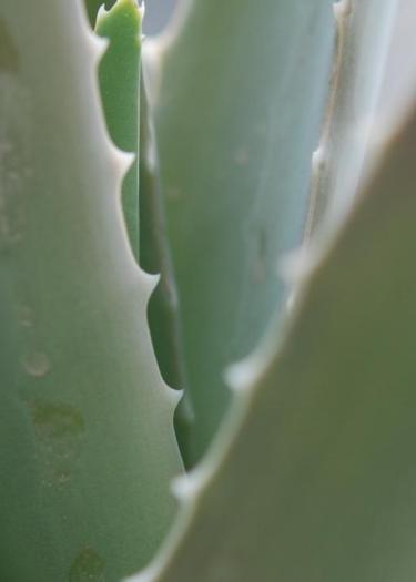 Foto, Nahaufnahme Aloe Vera