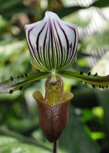 Foto, Nahaufnahme von Paphiopedilum Lawrenceanum