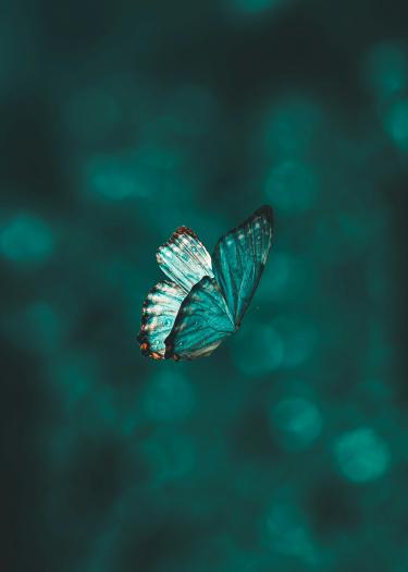 Schmetterling