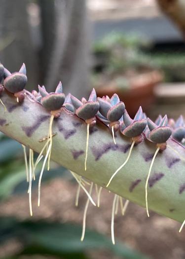 Foto, Nahaufnahme von Kalanchoe