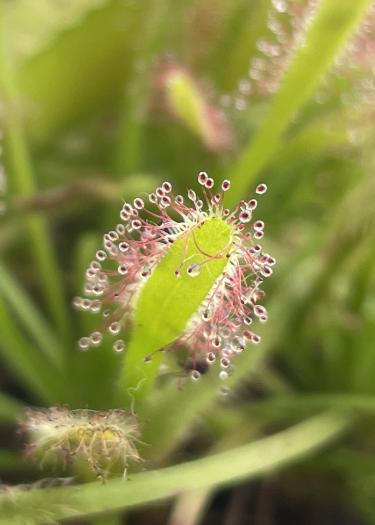 Foto, Nahaufnahme einer fleischfressenden Pflanze