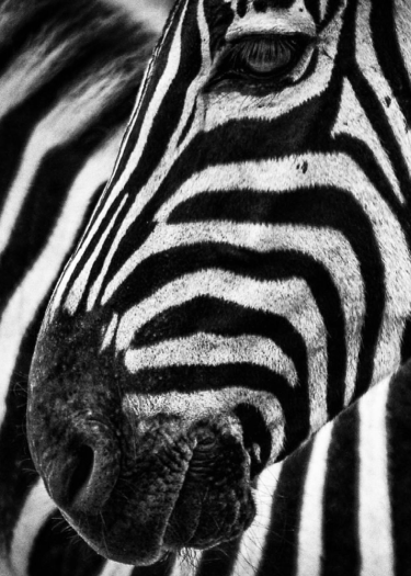 Symbolbild: Zebras