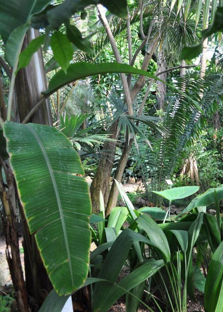 Foto, Blick in das Tropenhaus des Botanischen Gartens