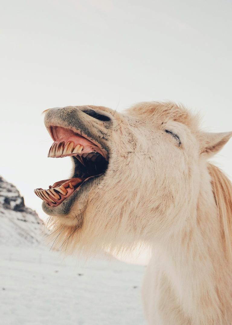 Symbolbild, Foto, lachendes Pony