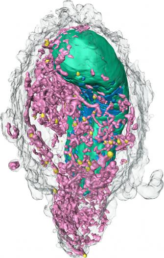 fibroblast cell