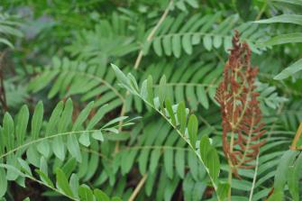 Nahaufnahme eines Königsfarns (Osmunda regalis)