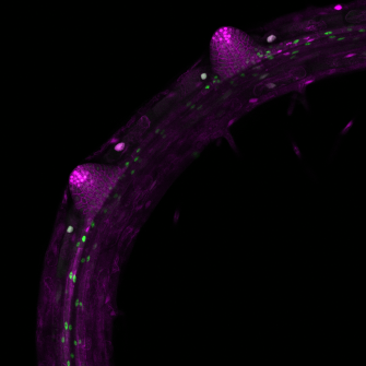 Hauptwurzel von Arabidopsis thaliana