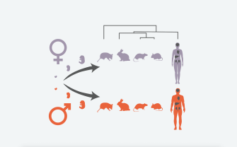 How Organs of Male and Female Mammals Differ